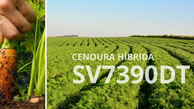 cenoura hibrida sv7390dt
