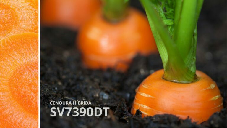 cenoura hibrida sv7390dt