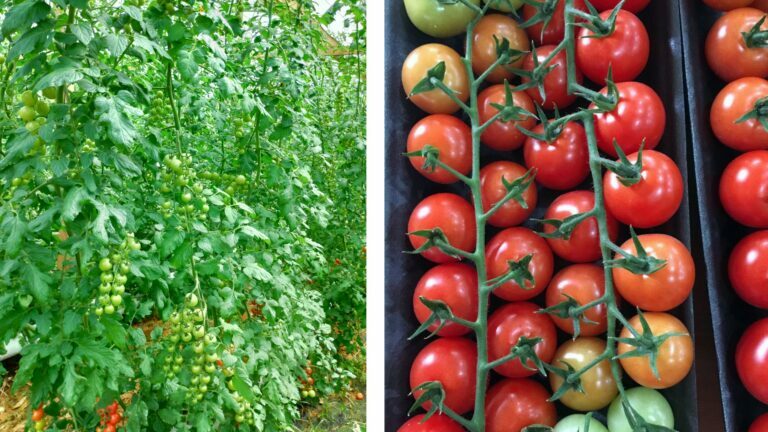 tomate hibrido drc 564