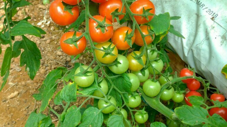 tomate hibrido drc 564