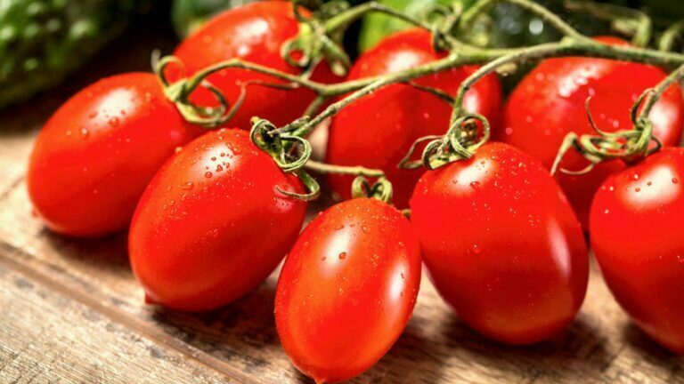 tomate hibrido sm16