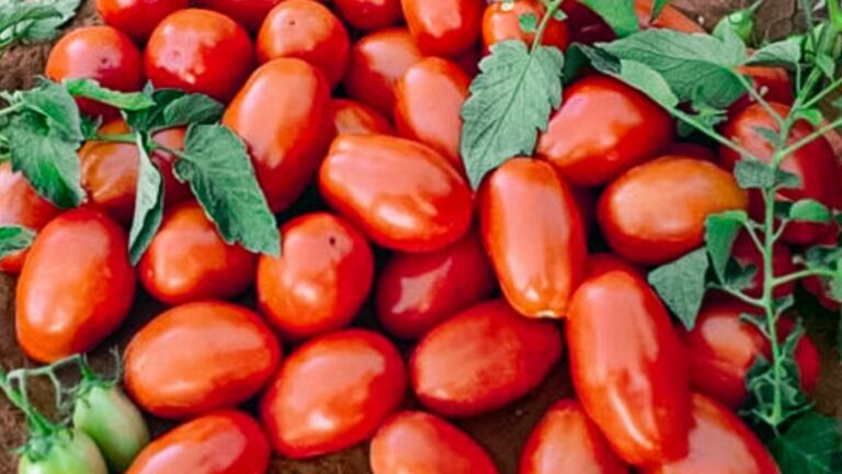 tomate hibrido ty2006