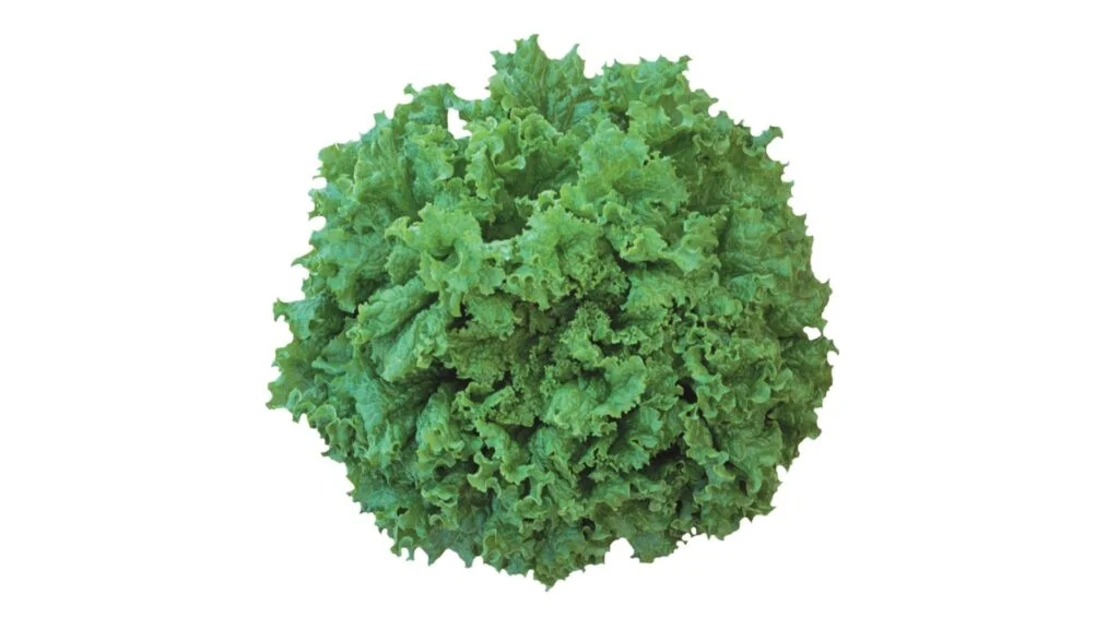 alface crespa marianne