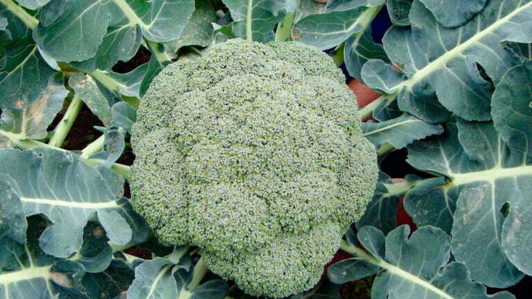 brócolis hibrido domador