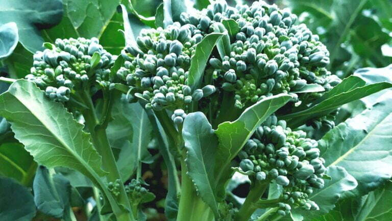 brócolis hibrido ramoso akemi