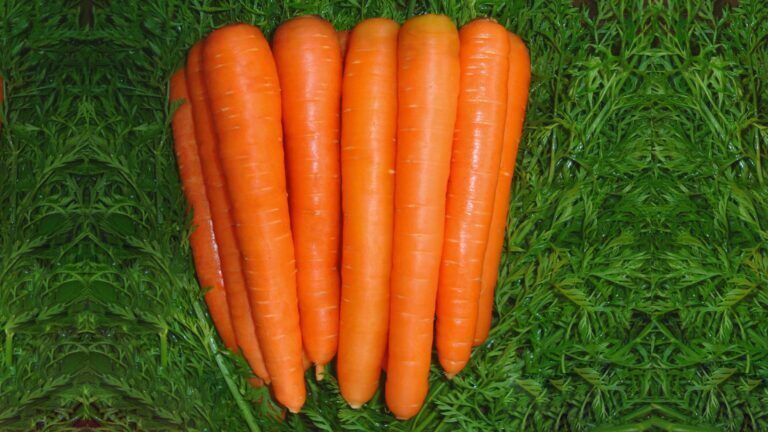 cenoura carandaí