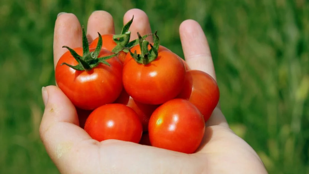 tomate cereja vermelho