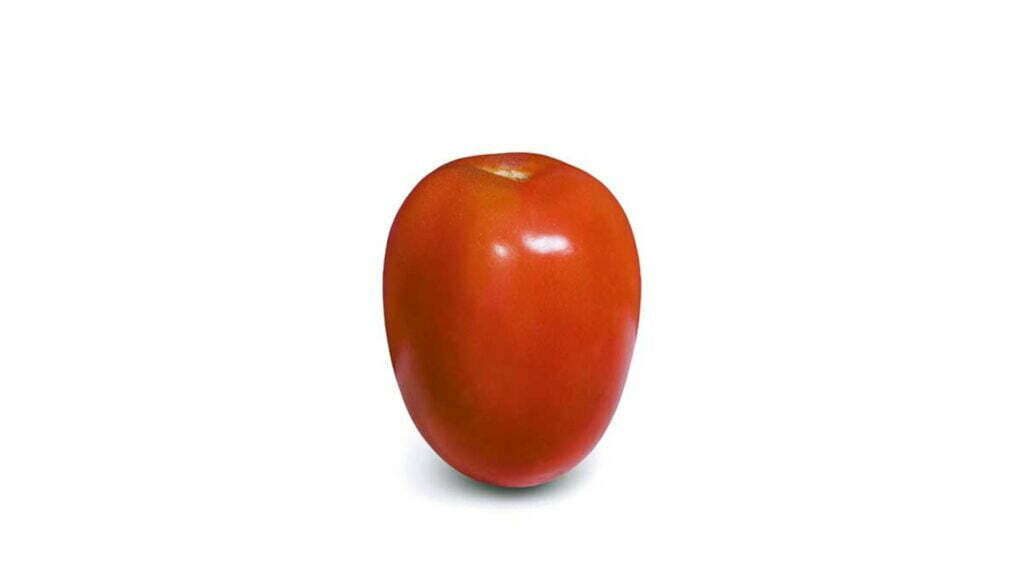 tomate italiano