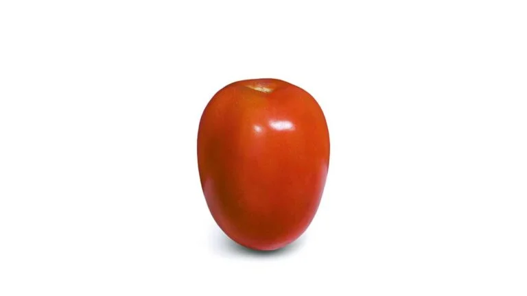 tomate italiano