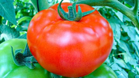 tomate hibrido compack